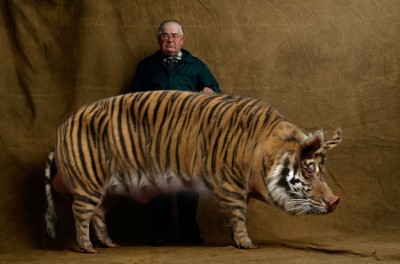 tigerpig_large.jpg