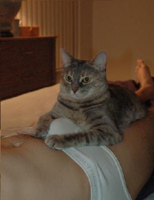 cat1.JPG (0 Baitų) Peržiūrėta 7618 kartus(ų) cat1.JPG