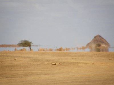 Mirazas.JPG