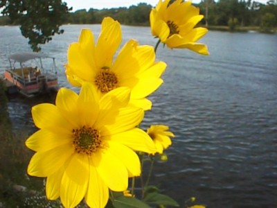 flowers.jpg