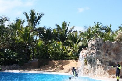 dolphin surfas.JPG