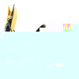 the_five.jpg