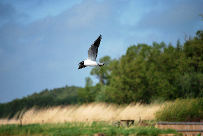 DSC_3063.jpg