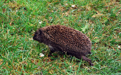 DSC_4090.jpg