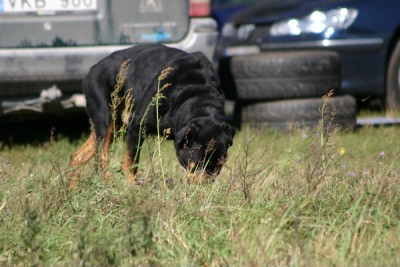 Kauno_Marios 2005.08.300021m.jpg