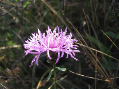 Resize of 568_6880.JPG