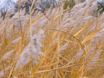 Resize of DSCN1008.jpg