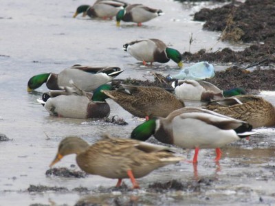 Resize of DSCN1175.jpg