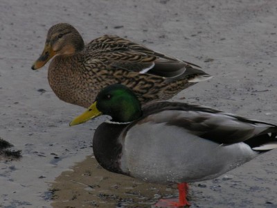 Resize of DSCN1226.jpg