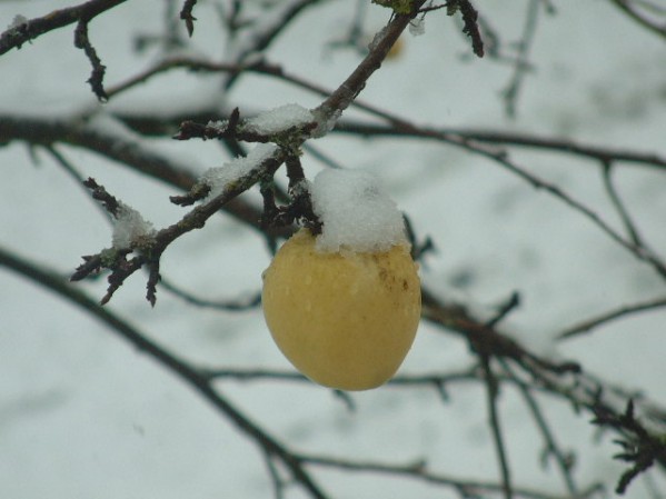 DSCF0489.JPG