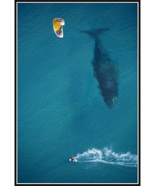 kite-surfing-with-whale-below-aerial-shot-from-above[1] - Kopija.jpg