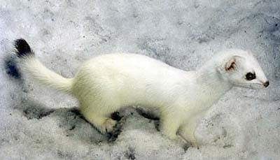 ermine.jpg