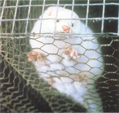 weißer mink gr.jpg