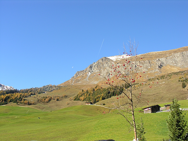 vieni