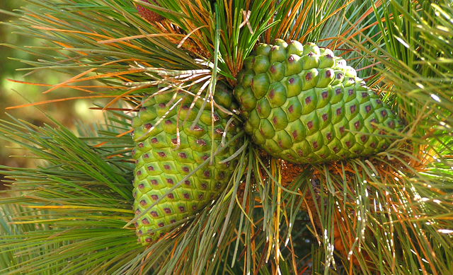 P1010047_.jpg