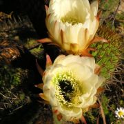 P1010052_.jpg