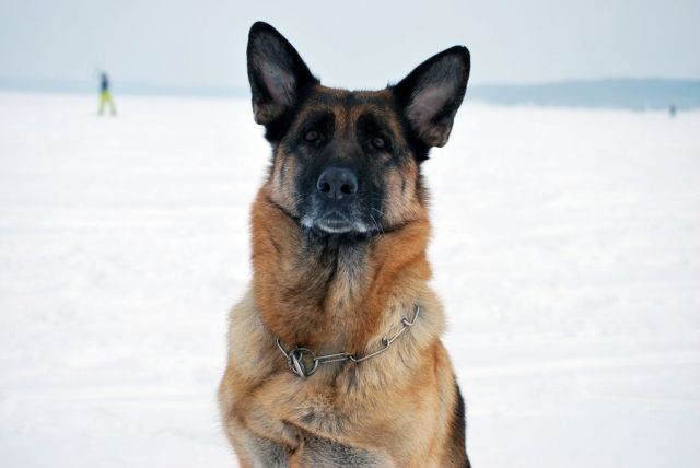 DSC_9177.jpg