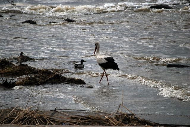 DSC_1685.jpg