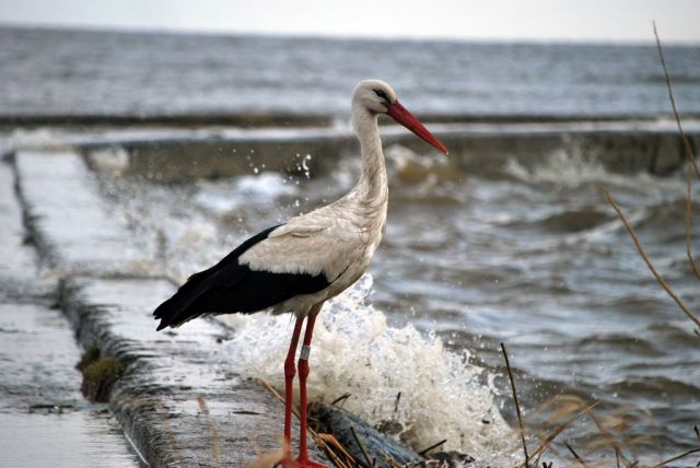 DSC_1707.jpg