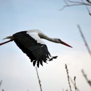 DSC_1710.jpg