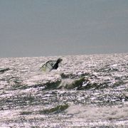 Frontloop